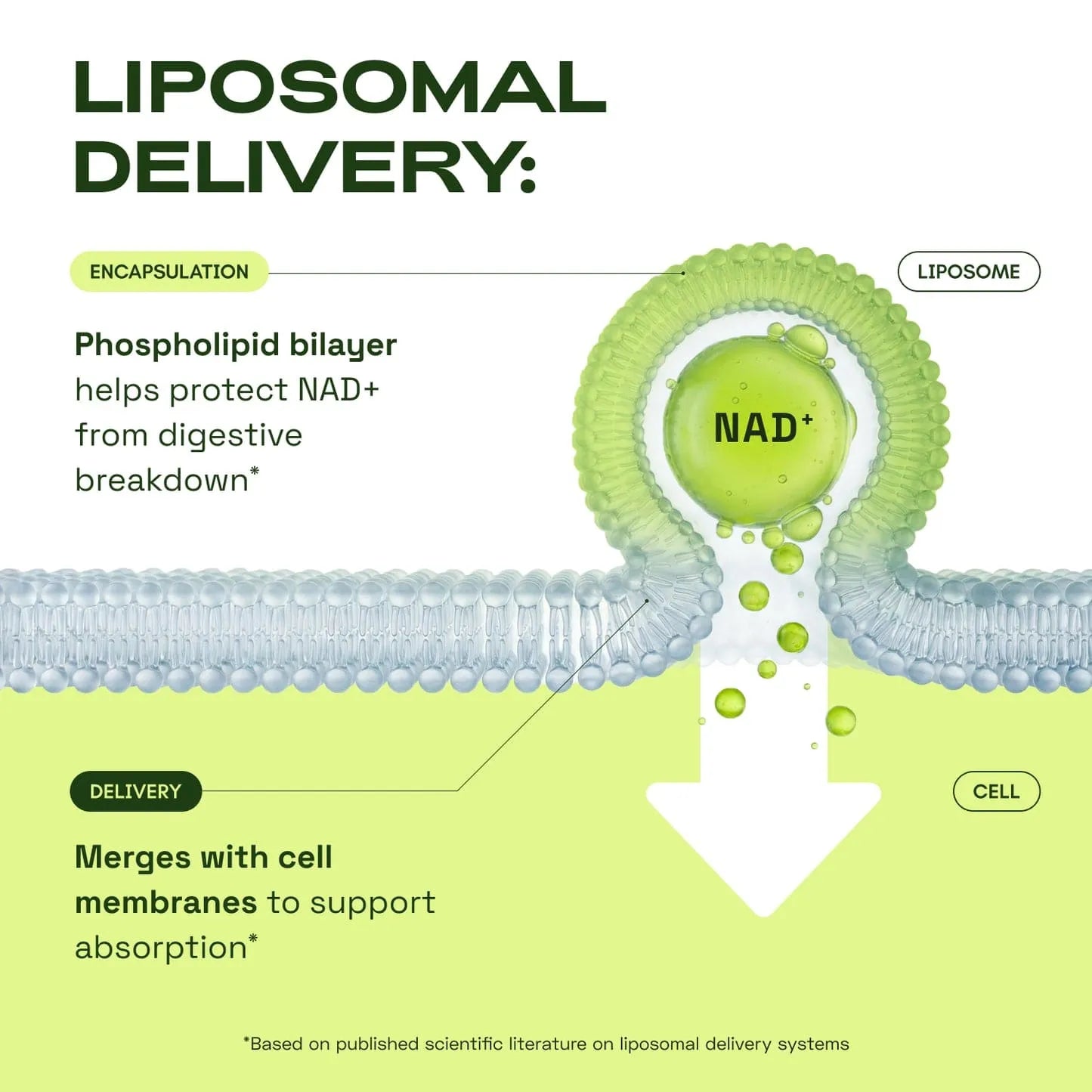 Liposomal NAD⁺ 500mg