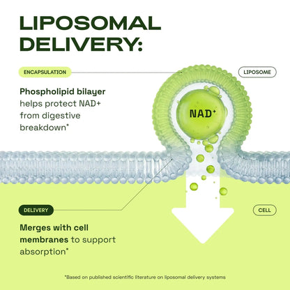 Liposomal NAD⁺ 500mg